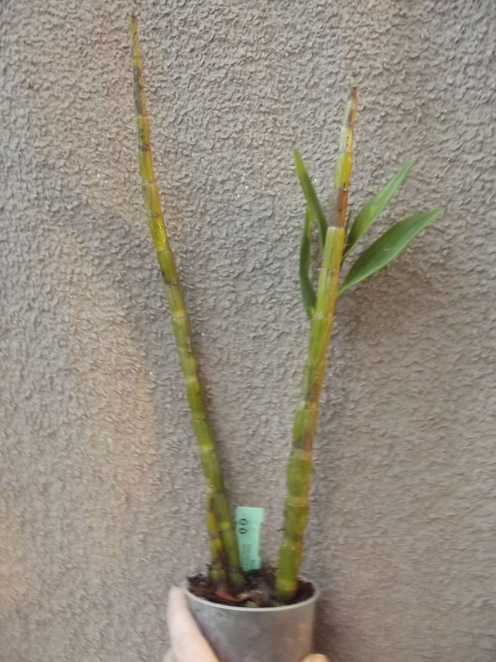 Thumbnail: Dendrobium draconis