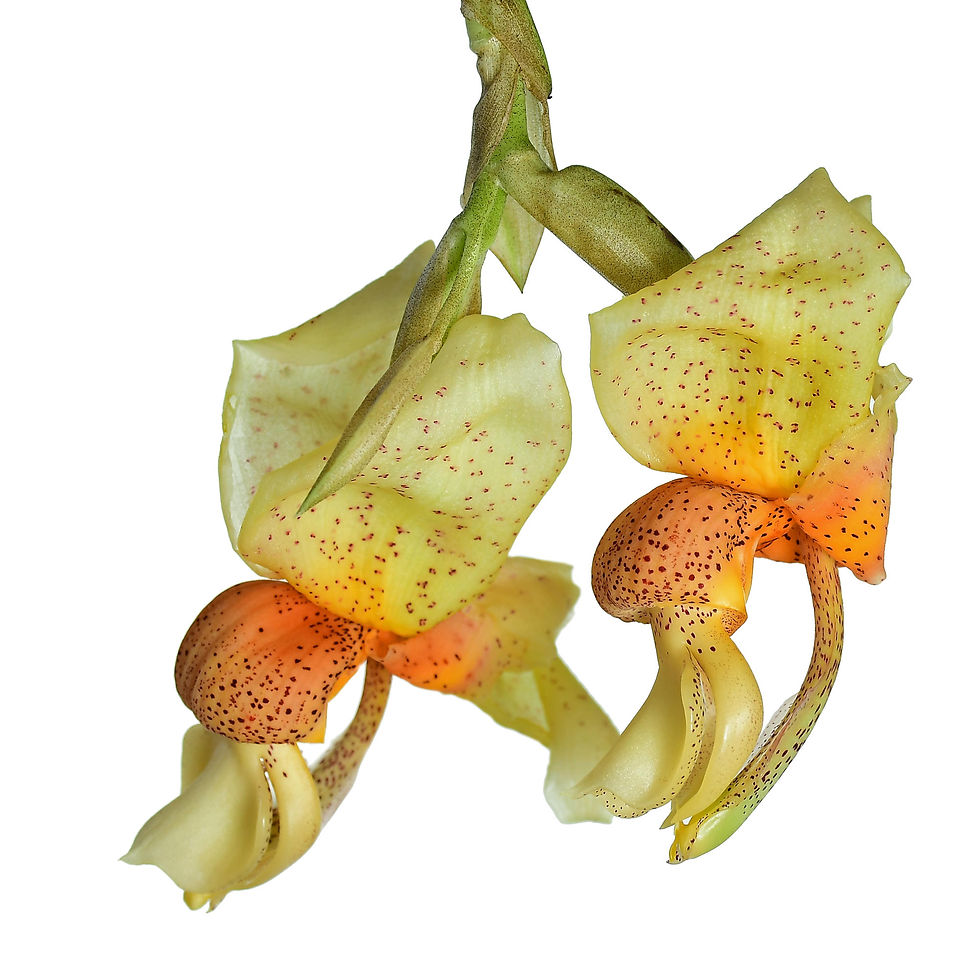 Thumbnail: Stanhopea saccata