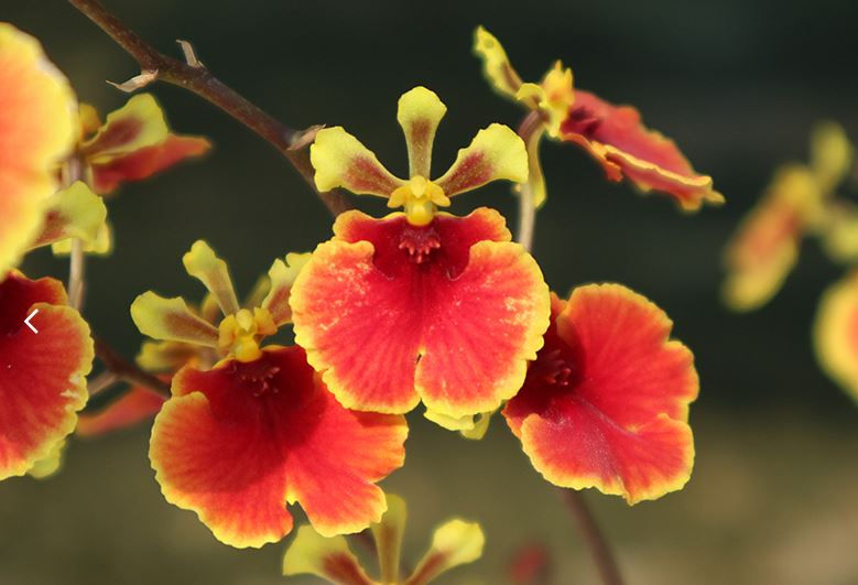 Tolumnia Jairak Flyer no.703 (x)