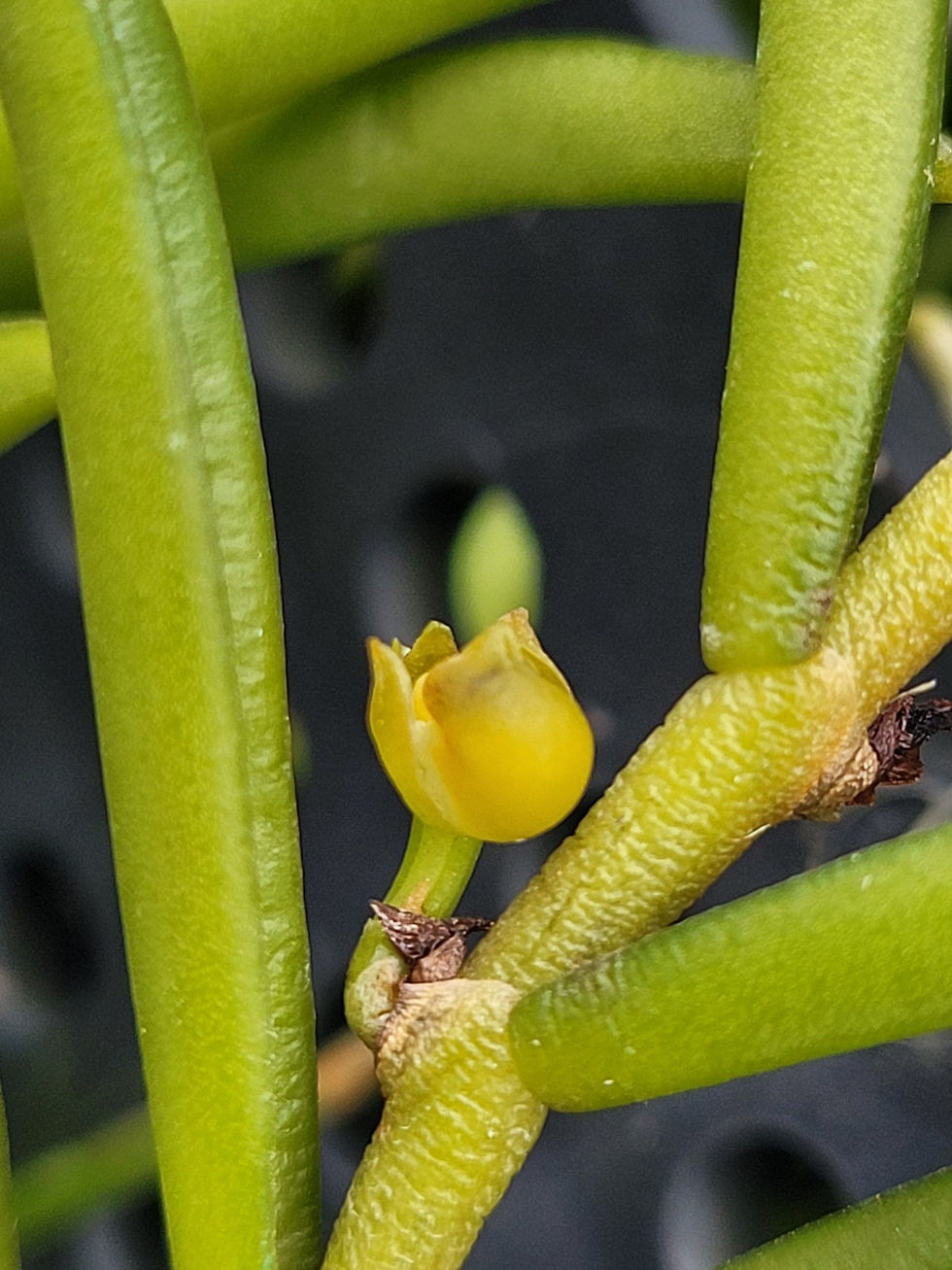 Thumbnail: Adenoncos parviflora