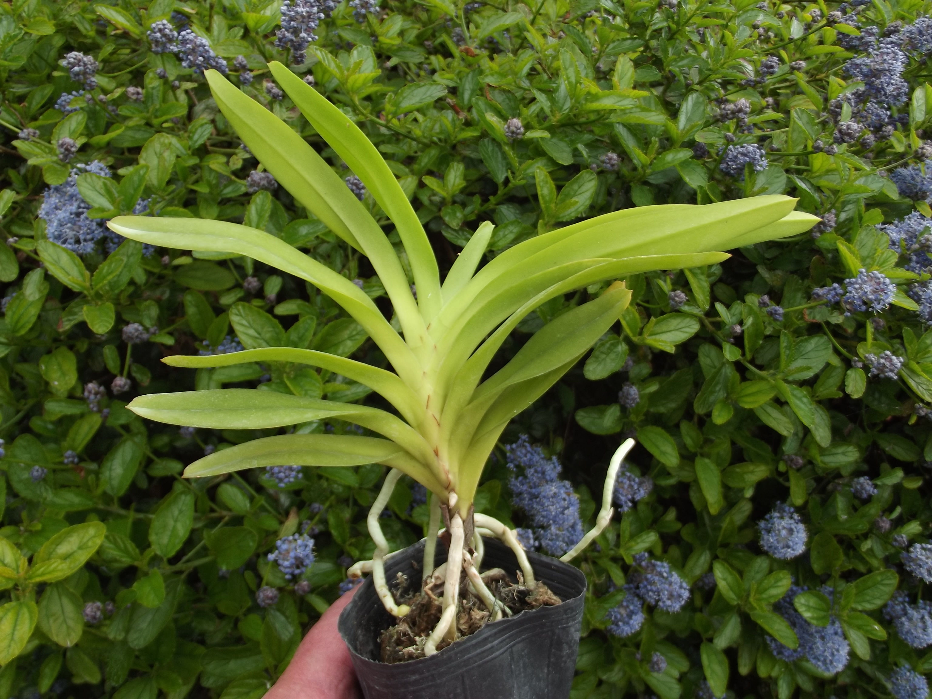 Aerides quinquevulnera alba