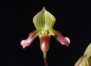 Paphiopedilum urbanianum