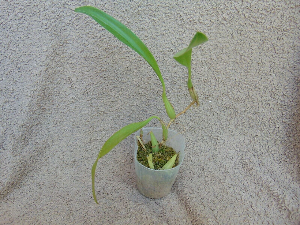 Thumbnail: Bulbophyllum blumei