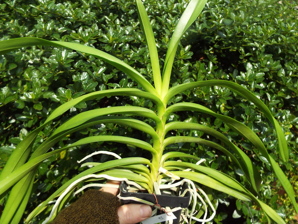 Thumbnail: Vanda limbata