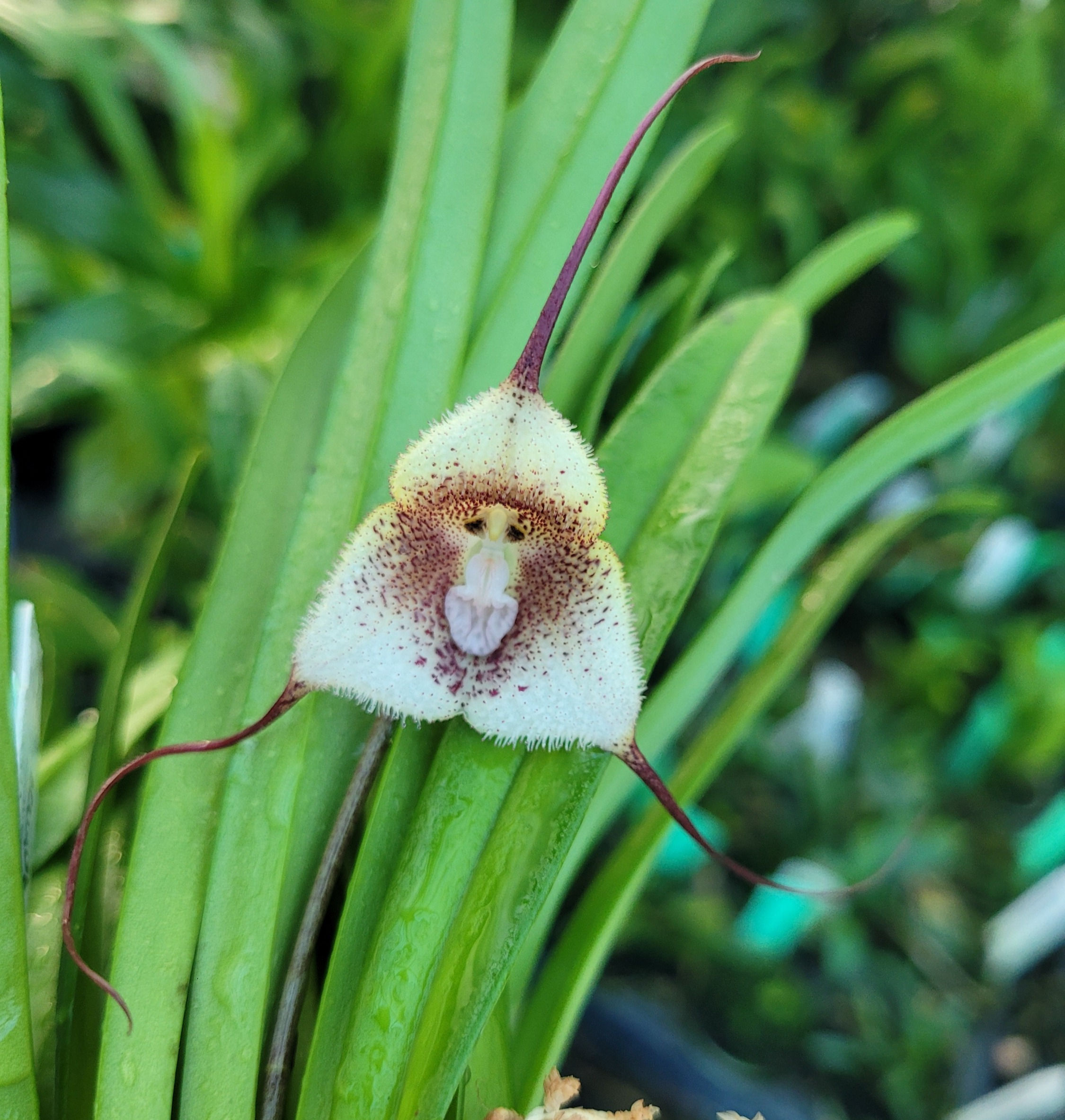 Dracula saulii 'Ivan'