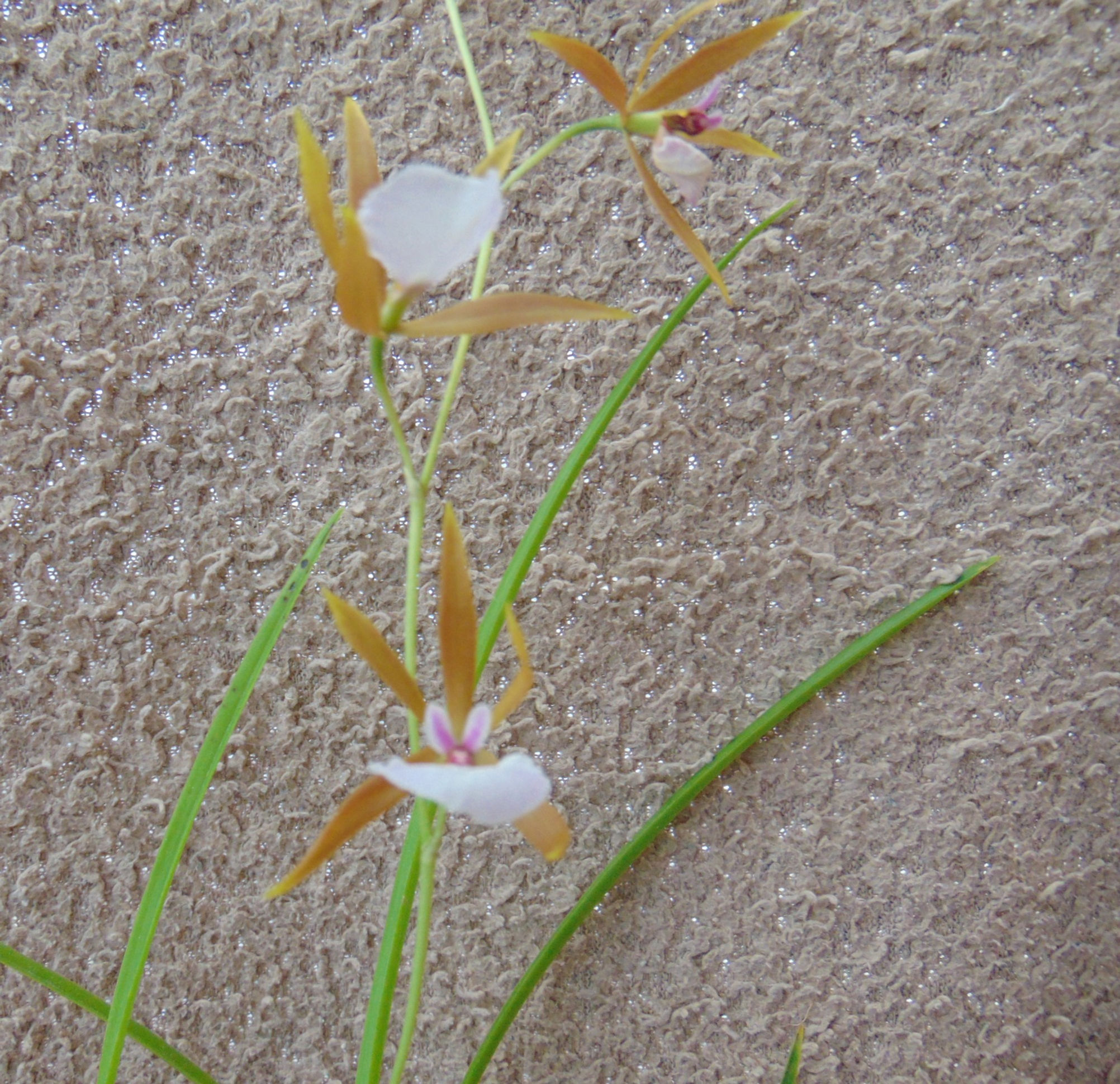 Encyclia bractescens