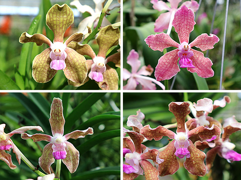 Vanda tessellata Spicesotic plants