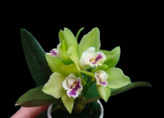 Pry. Chief Green River x Ctyh. Netrasiri Fine-Green 'CZ Kiwi'