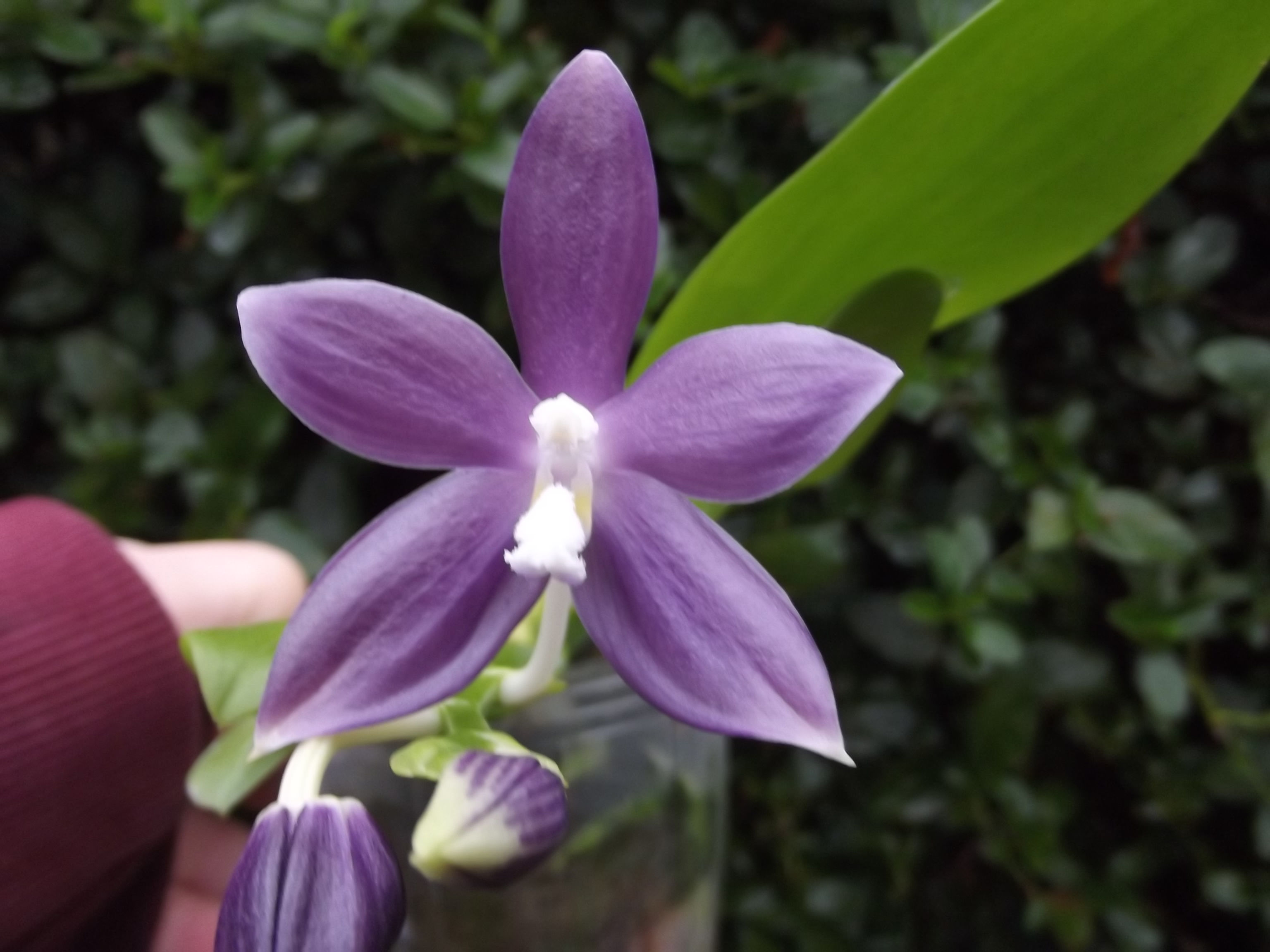 Phalaenopsis speciosa Purple Mountain