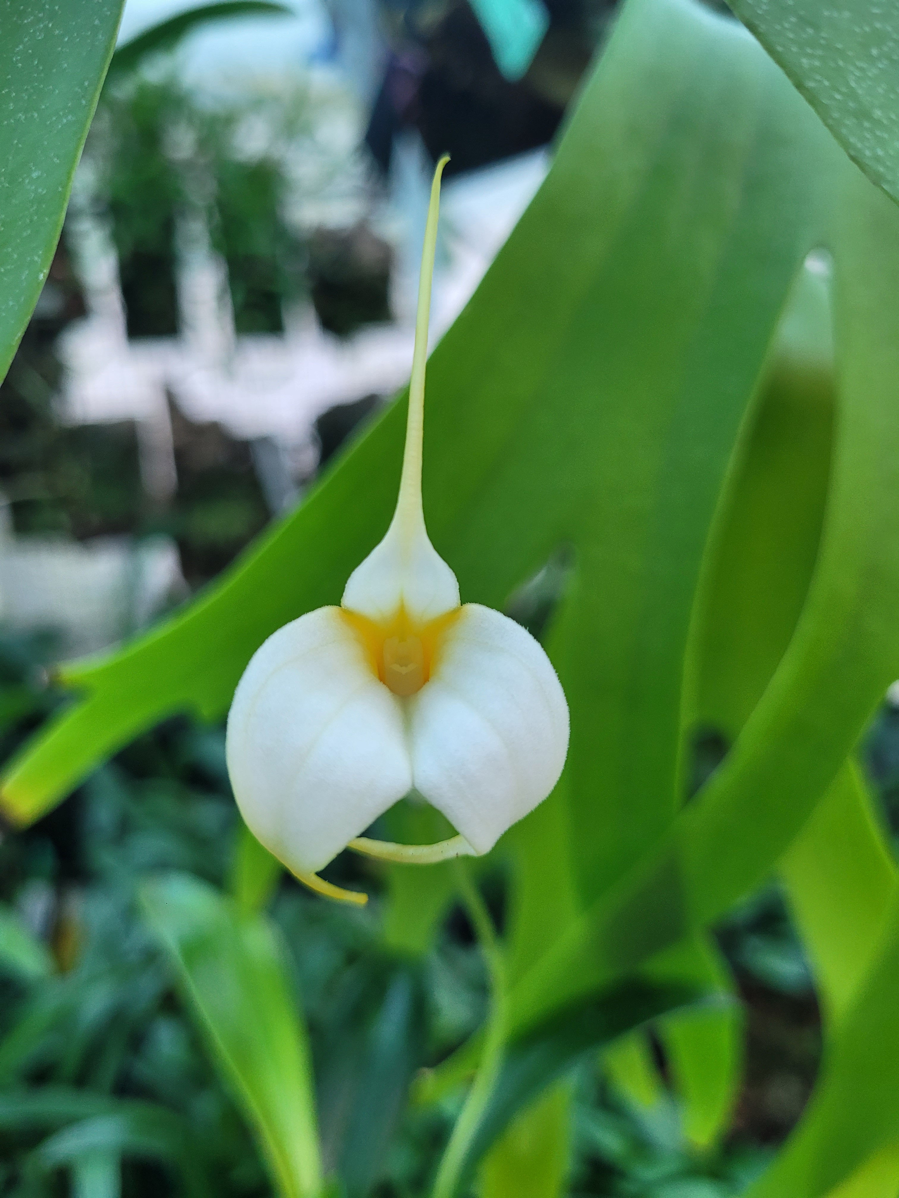 Masdevallia Mary Staal