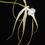 Thumbnail: Brassavola cucullata