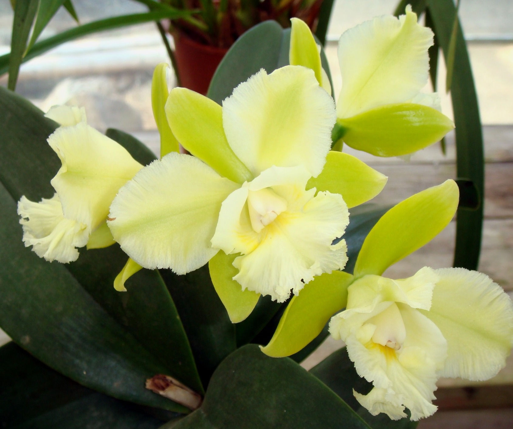 Cattleychea Siam Jade 'AVO'