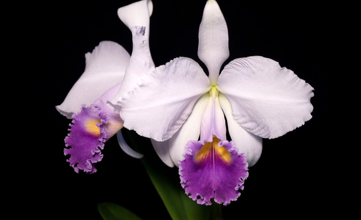 Cattleya trianae coerulea