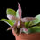 Thumbnail: Epidendrum oxapampense