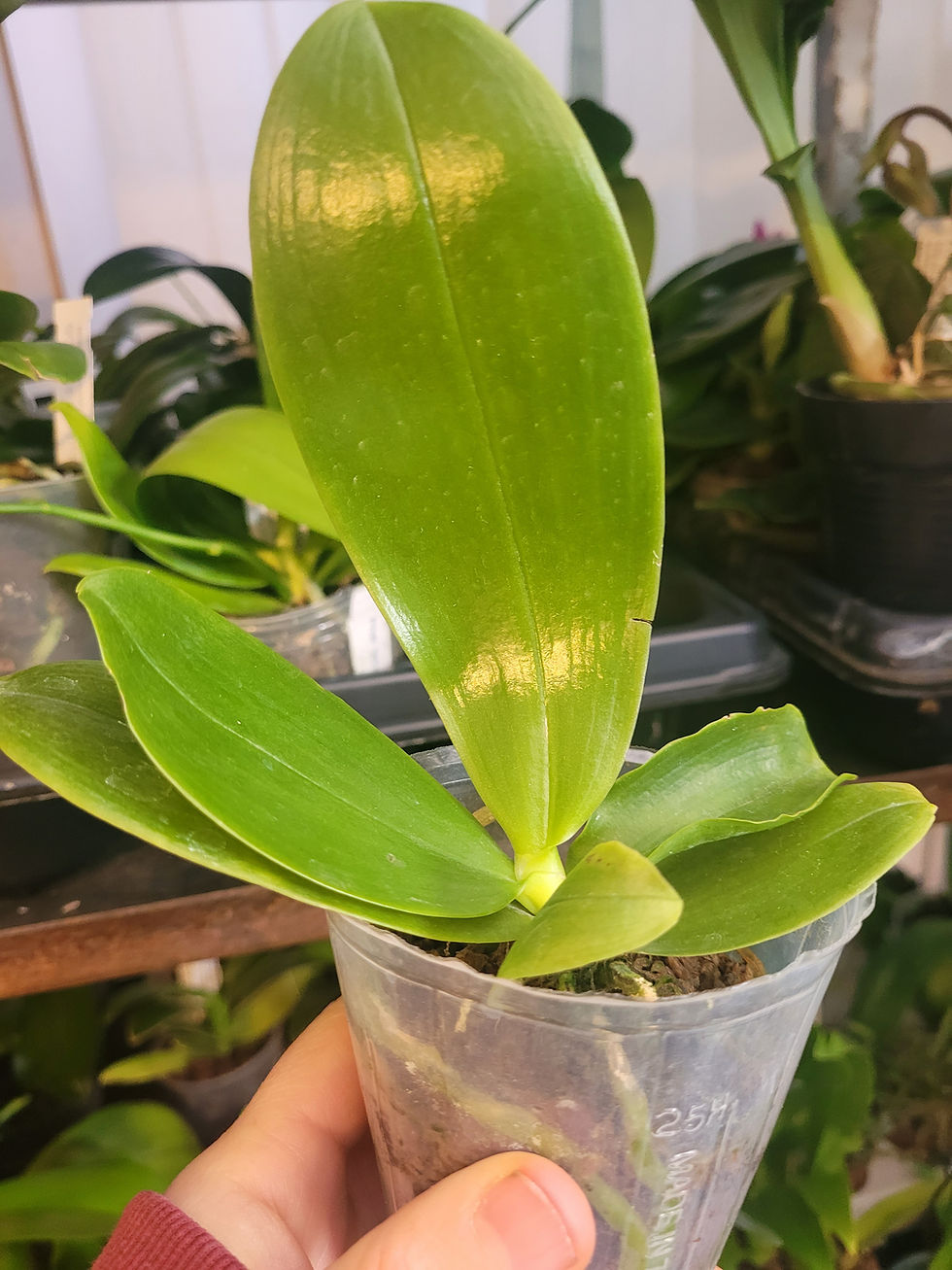 Thumbnail: Phalaenopsis bellina