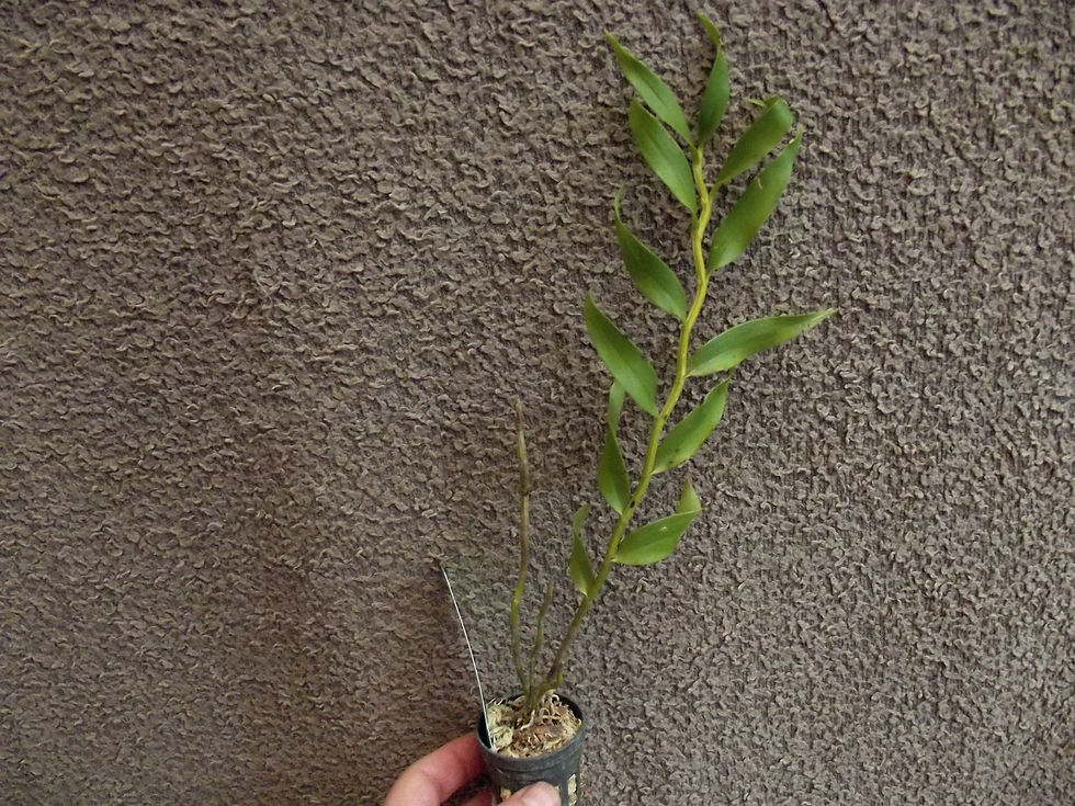 Thumbnail: Dendrobium gibsonii