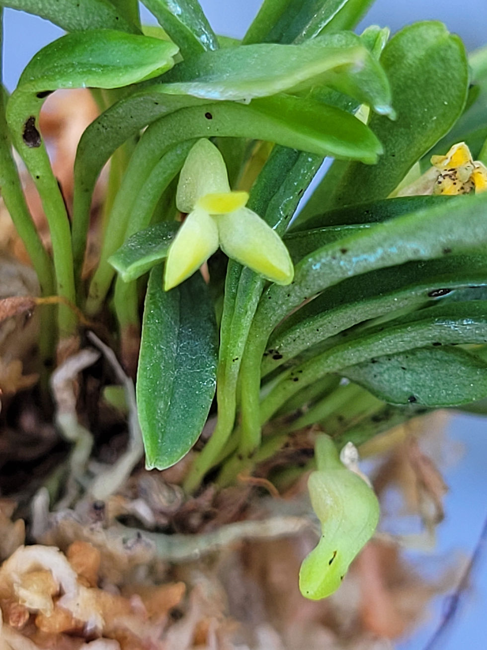Thumbnail: Masdevallia bangii
