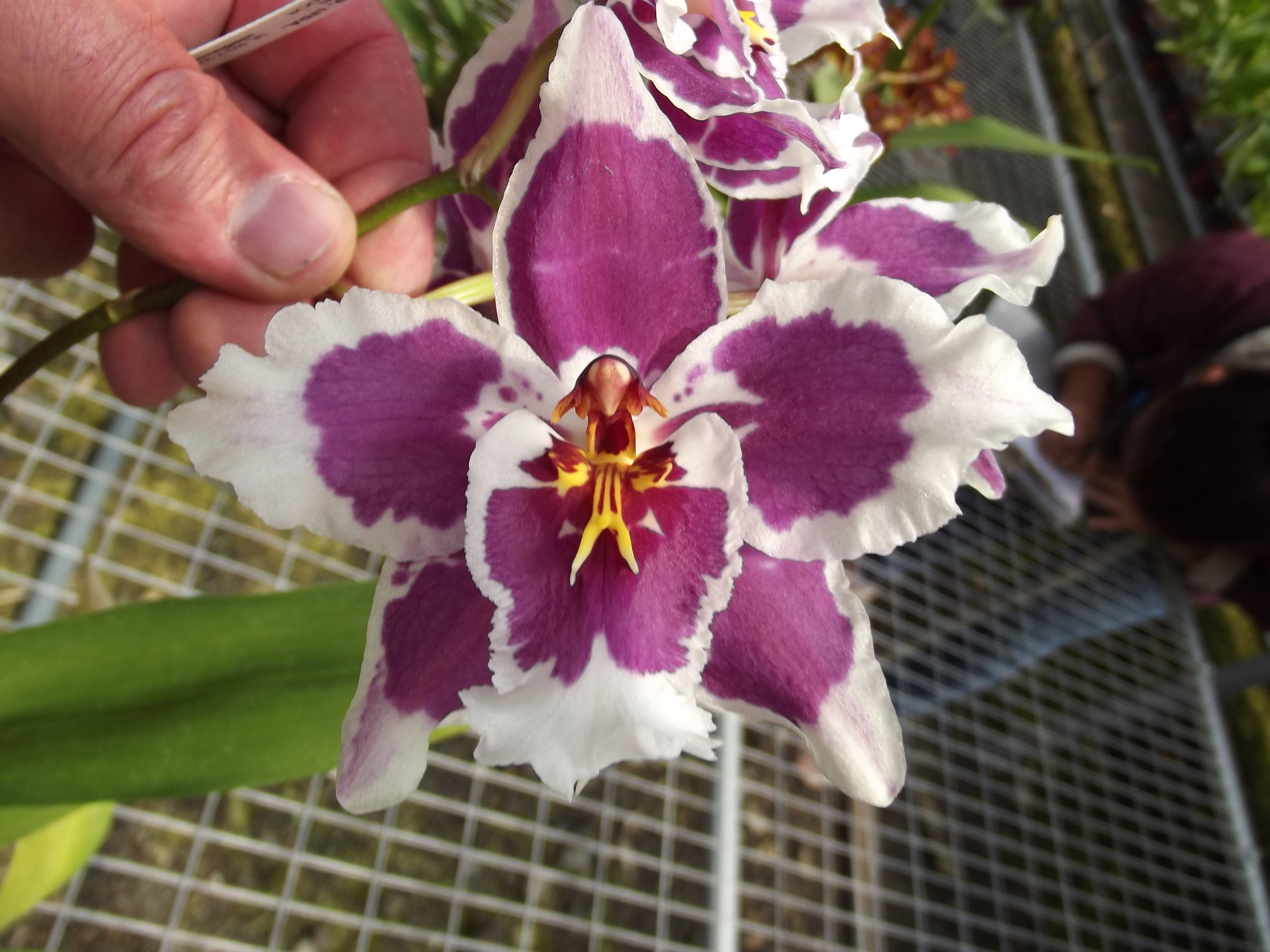 Oncidium Tiger Brew x O. 0r38 Apple Ruby Castlehill