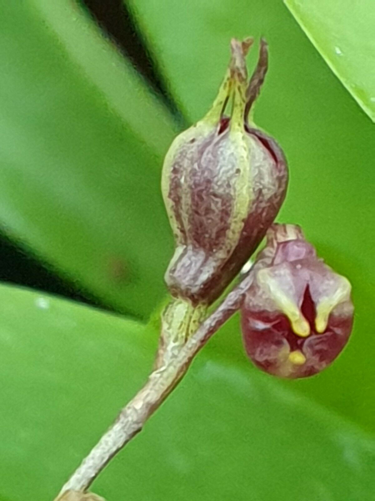 Masdevallia nigricans