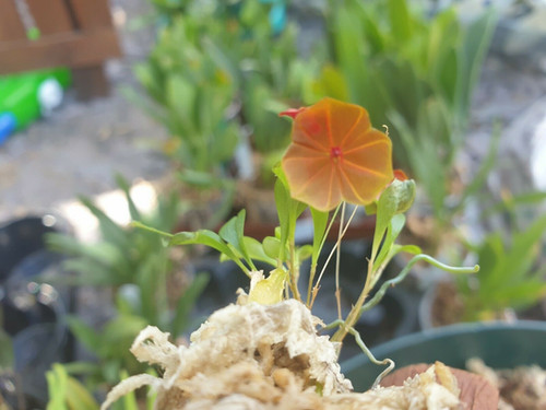 Lepanthes telipogoniflora | Spicesotic plants