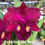 Thumbnail: Cattleya/Rlc. Ahchung Ruby 'Siam'