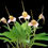 Thumbnail: Masdevallia Peppermint Rock