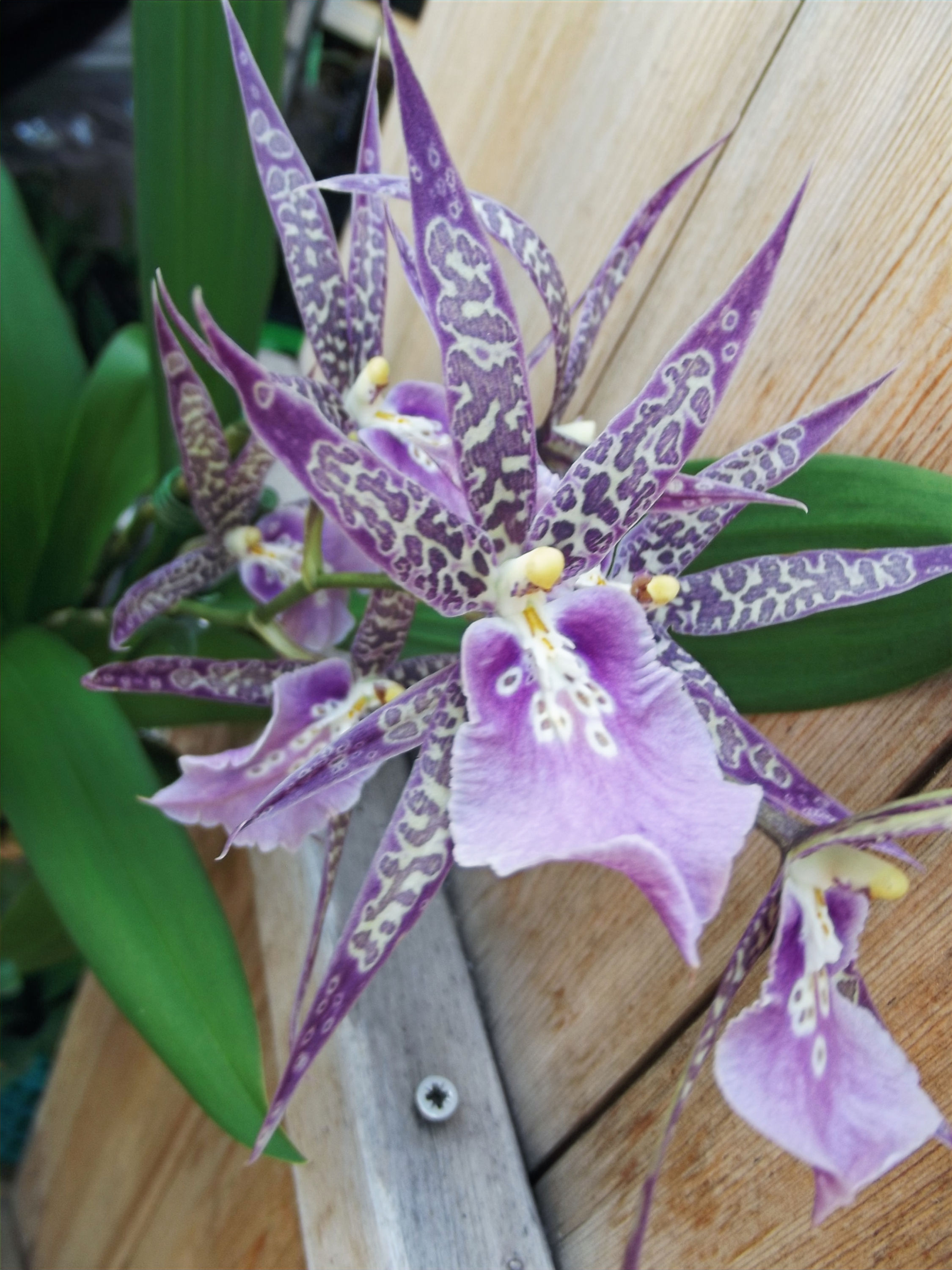 Bratonia Charles M. Fitch Izumi