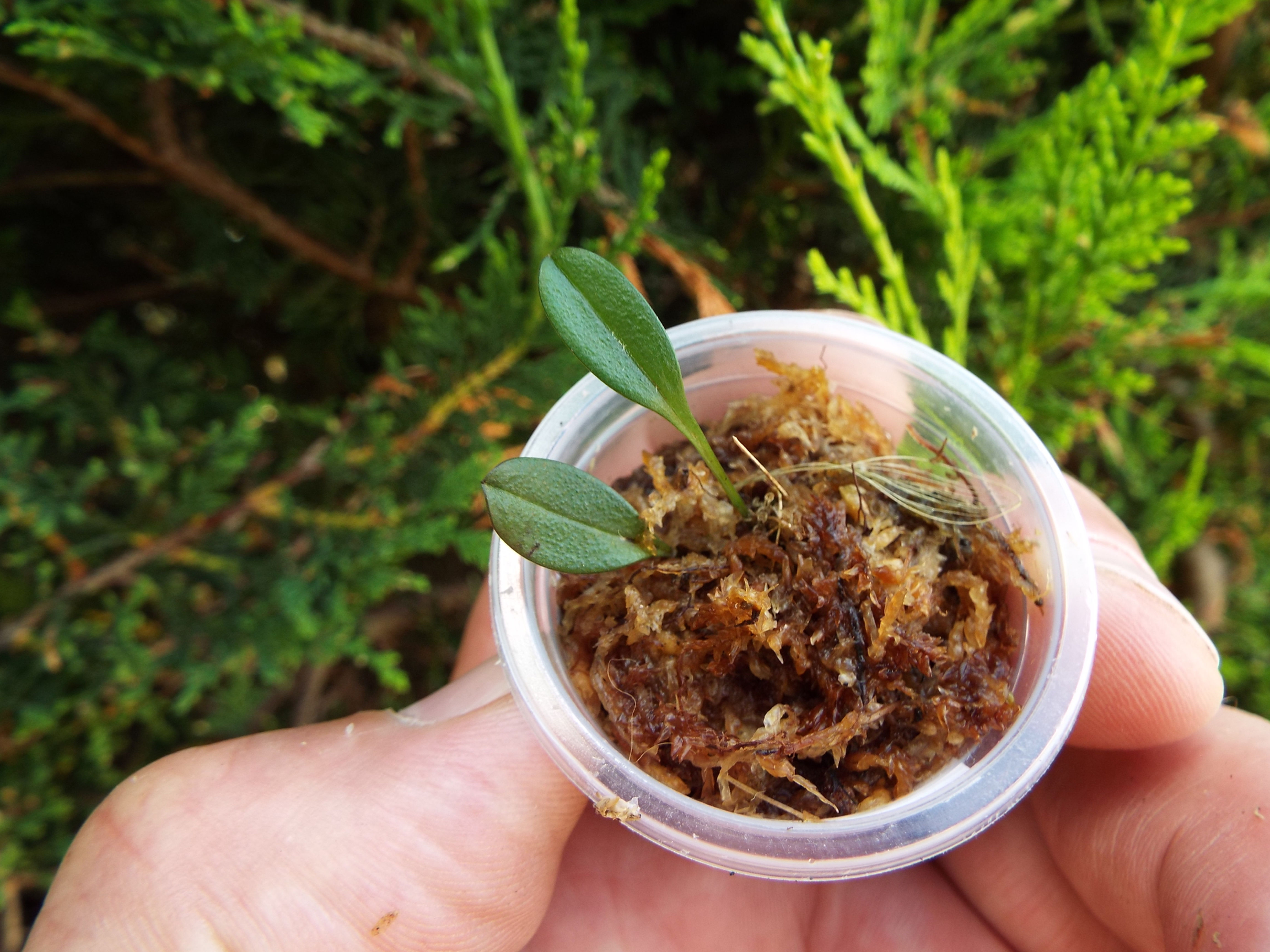 Andreettaea samacensis