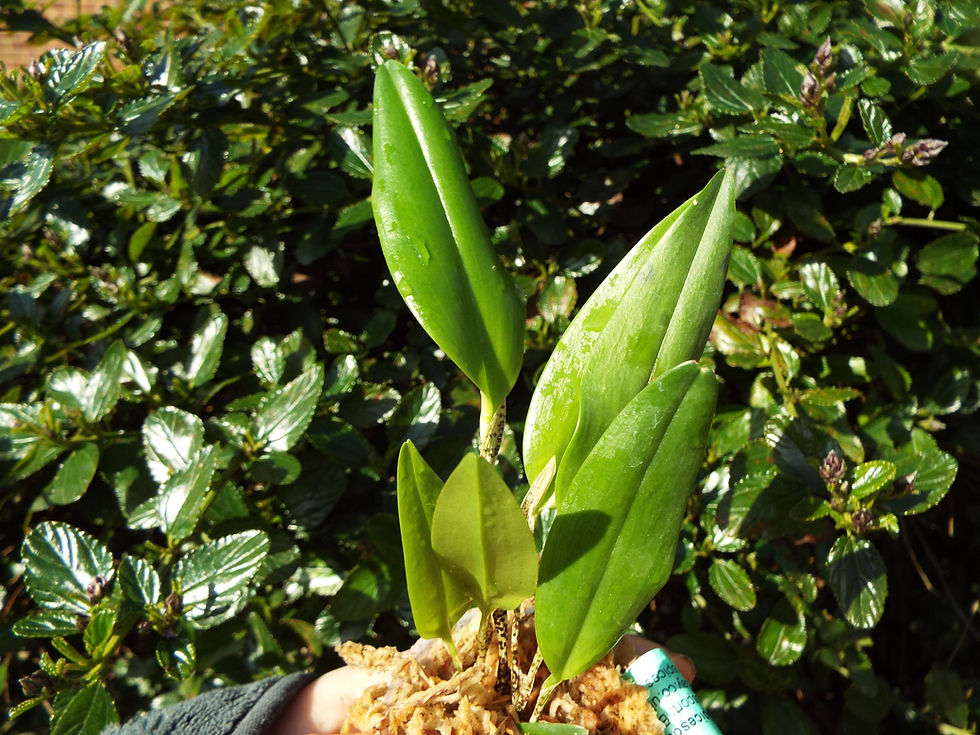 Thumbnail: Restrepia pelyx