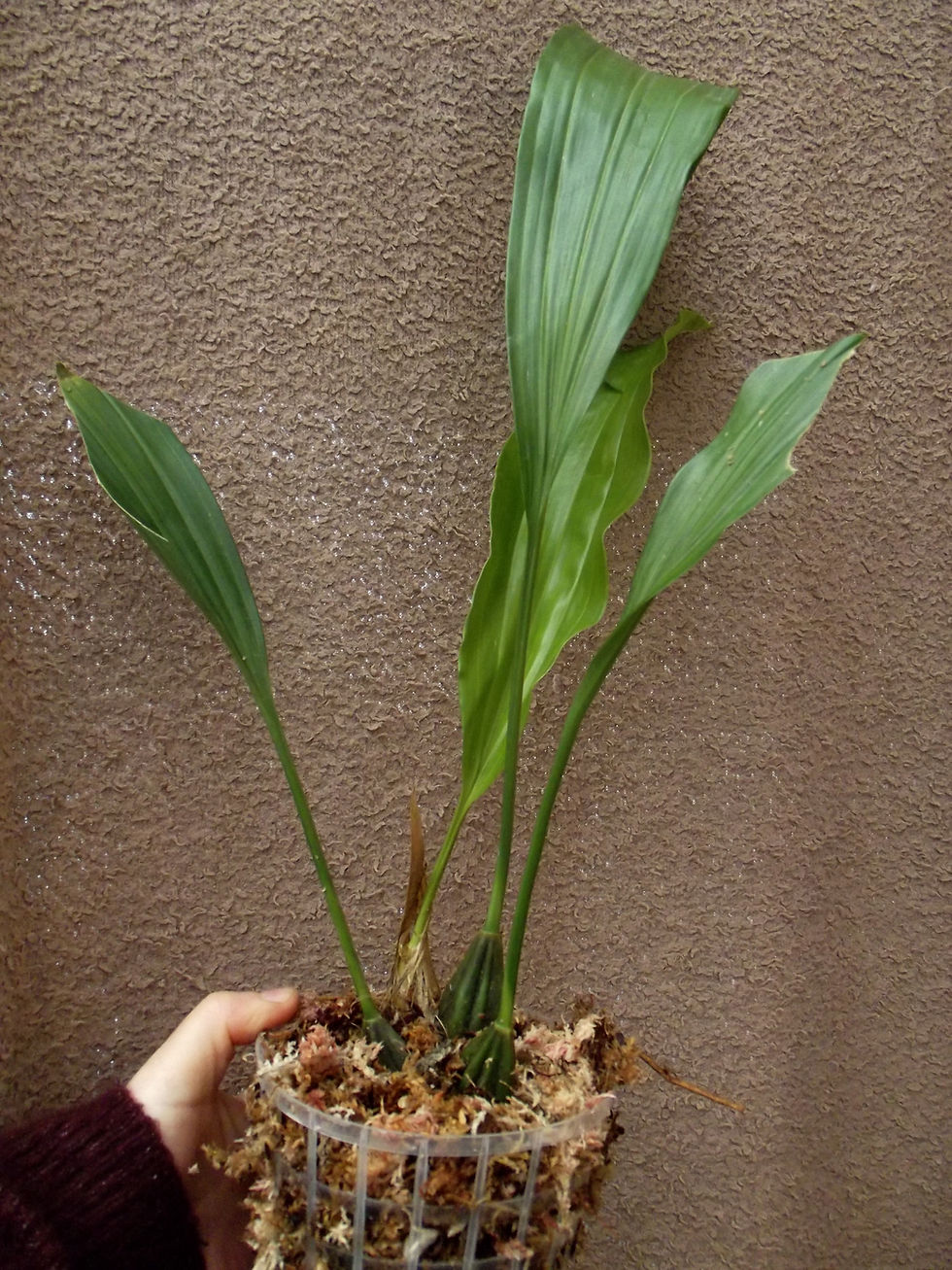 Thumbnail: Stanhopea Yolanda Breck