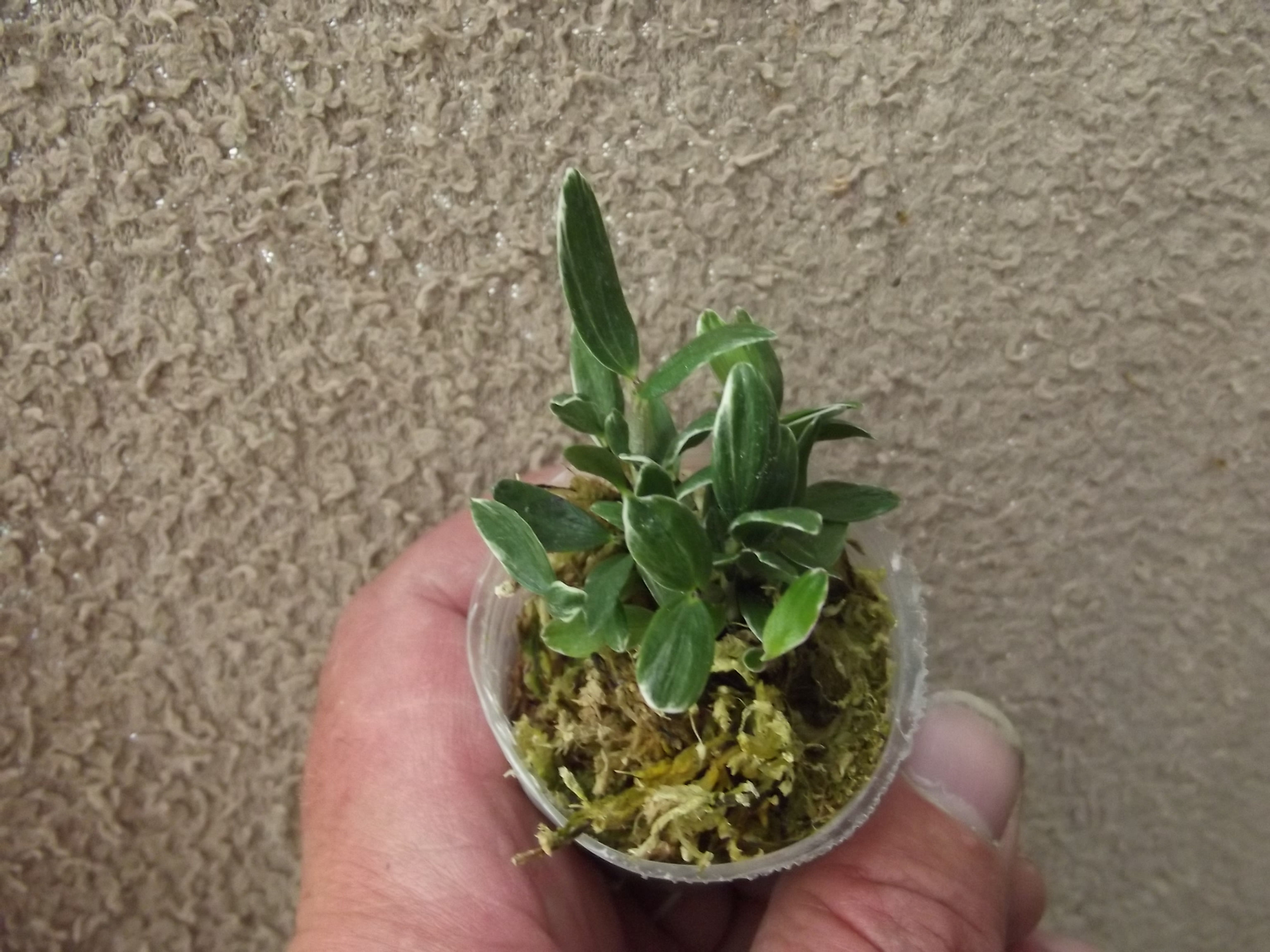 Dendrobium moniliforme 'Rashatsubame'