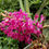 Thumbnail: Ascocentrum ampullaceum