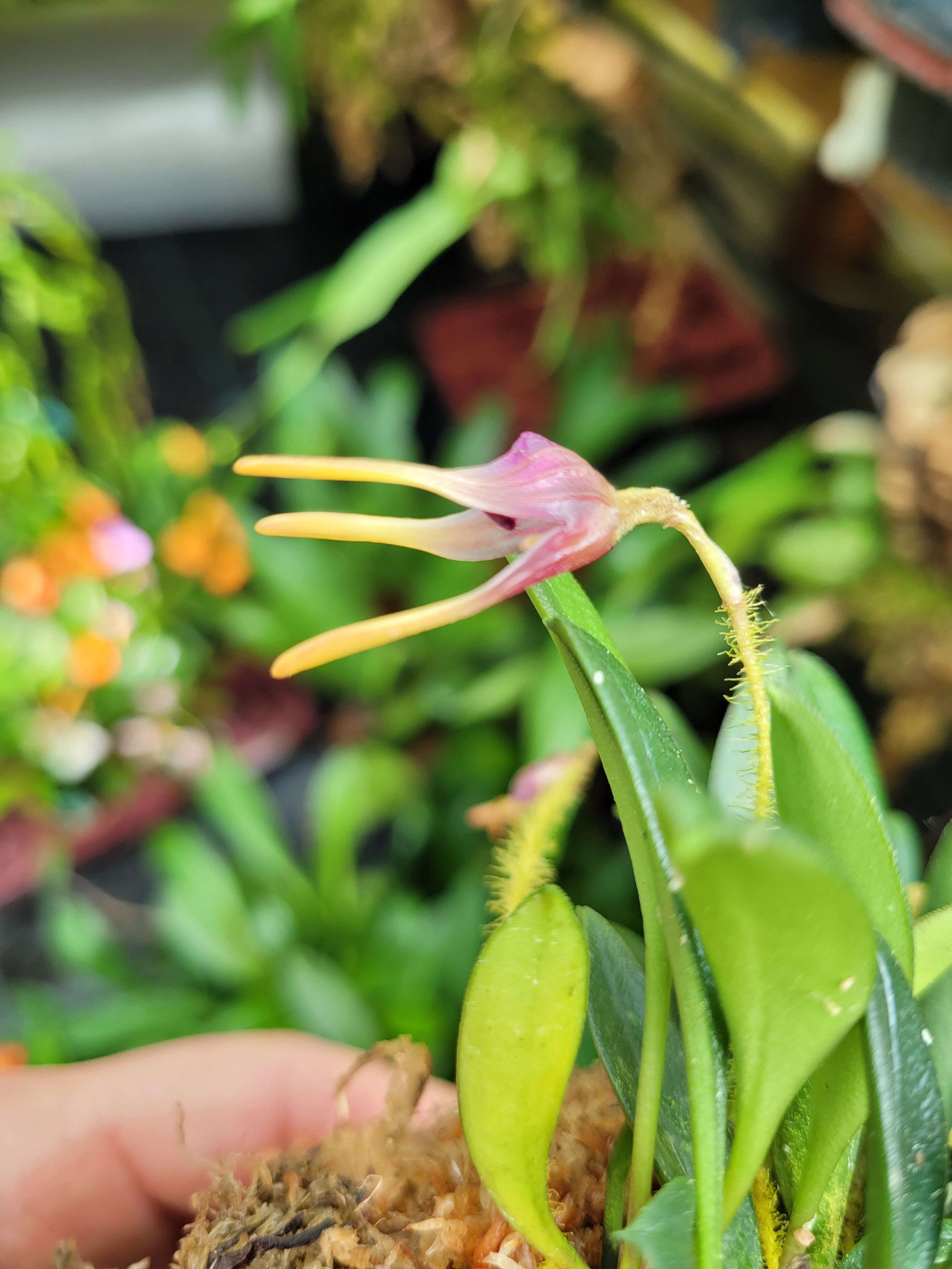 Porroglossum dejonghei