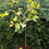 Thumbnail: Gingko biloba plant, Maidenhair tree