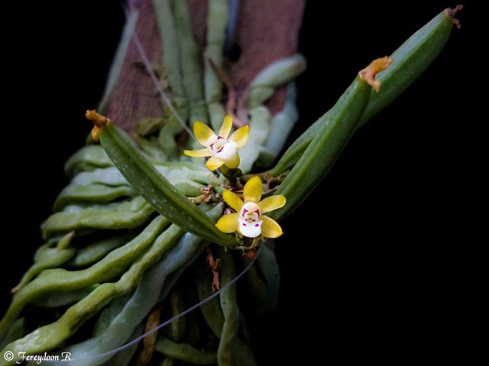 Thumbnail: Taeniophyllum hasseltii