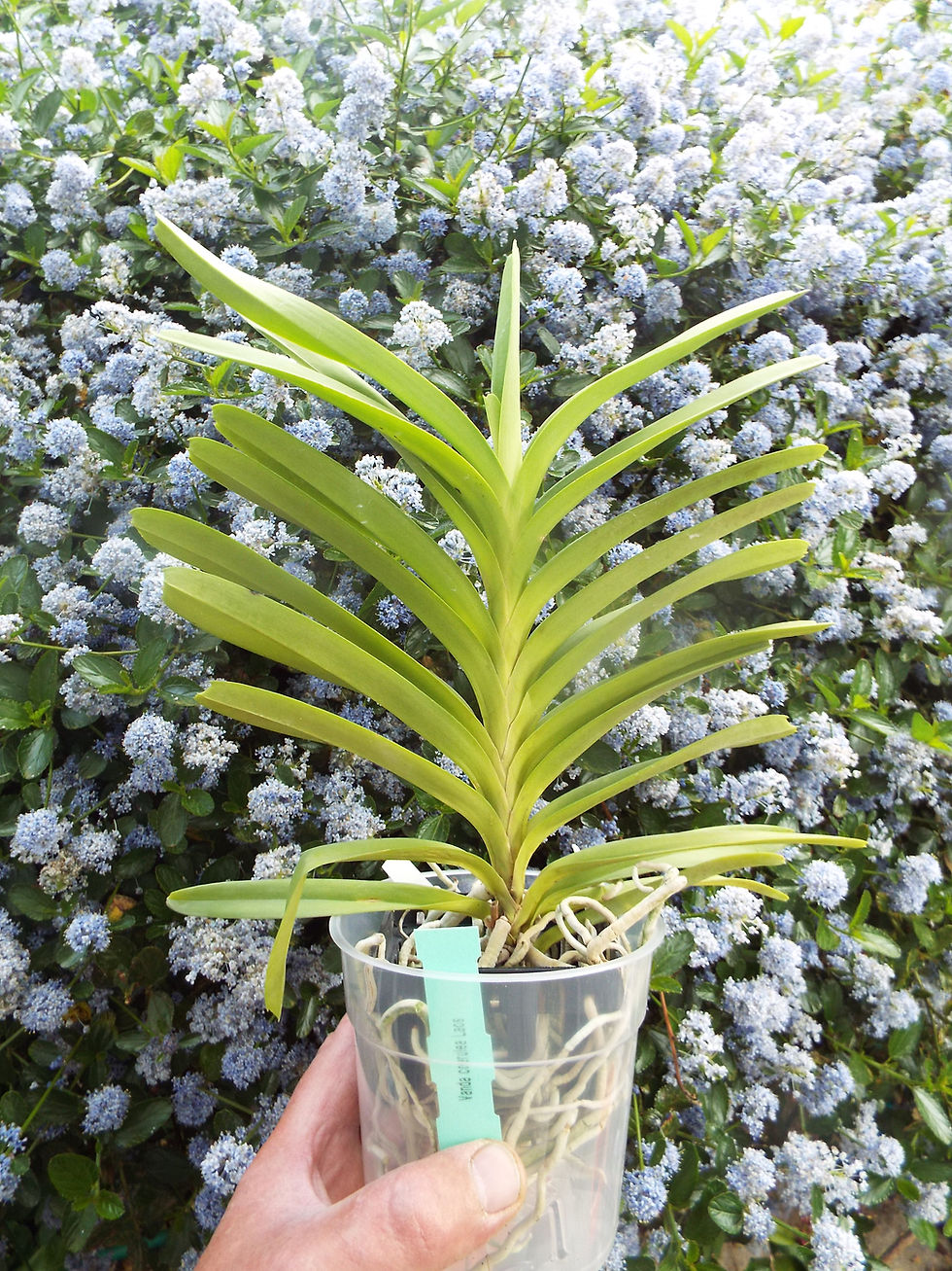 Thumbnail: Vanda tessellata Pink
