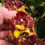 Thumbnail: Oncidium Ingrid Suarez