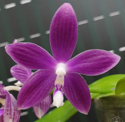 Phalaenopsis speciosa Miki Purple