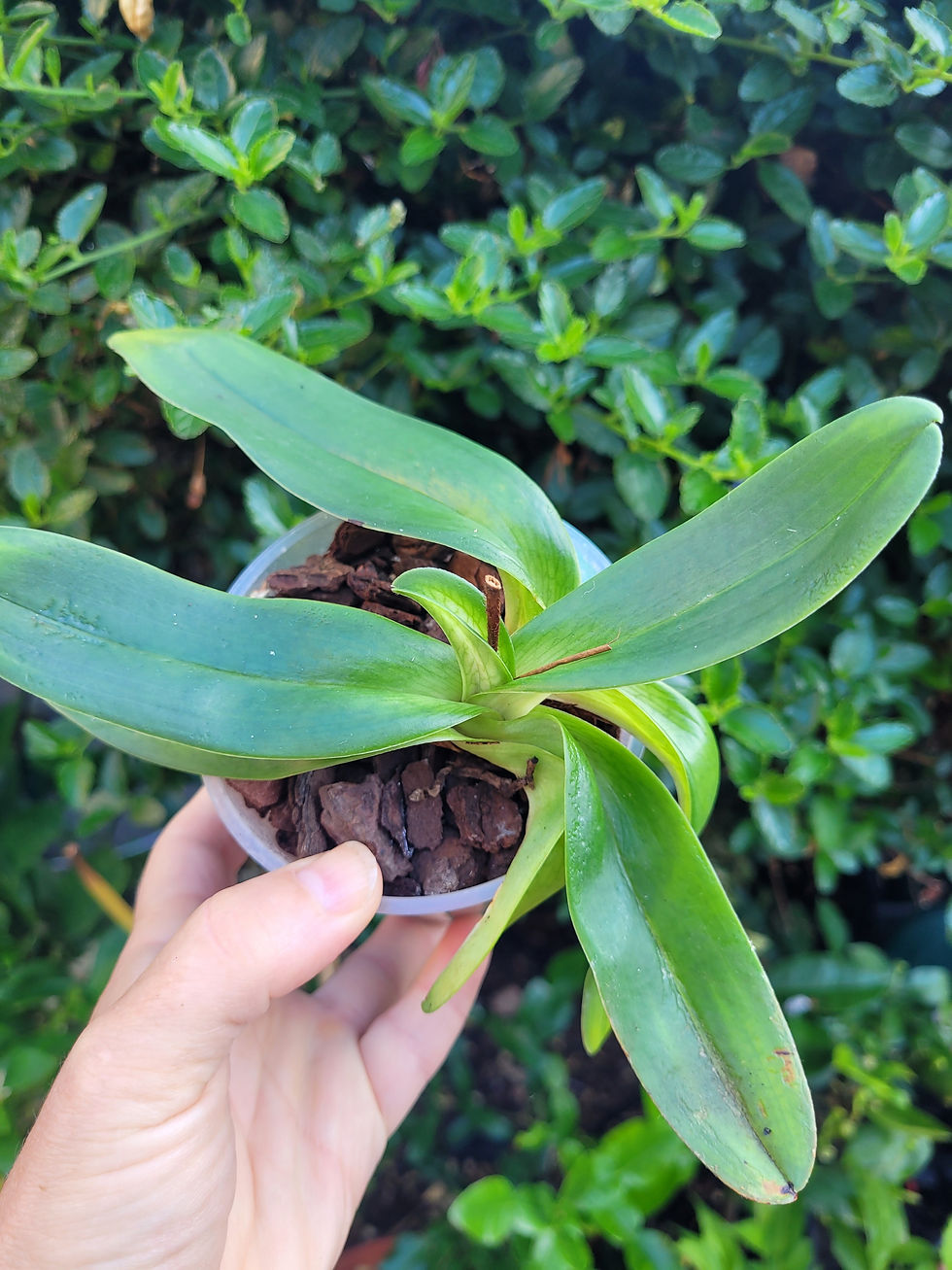 Thumbnail: Paphiopedilum fairrieanum