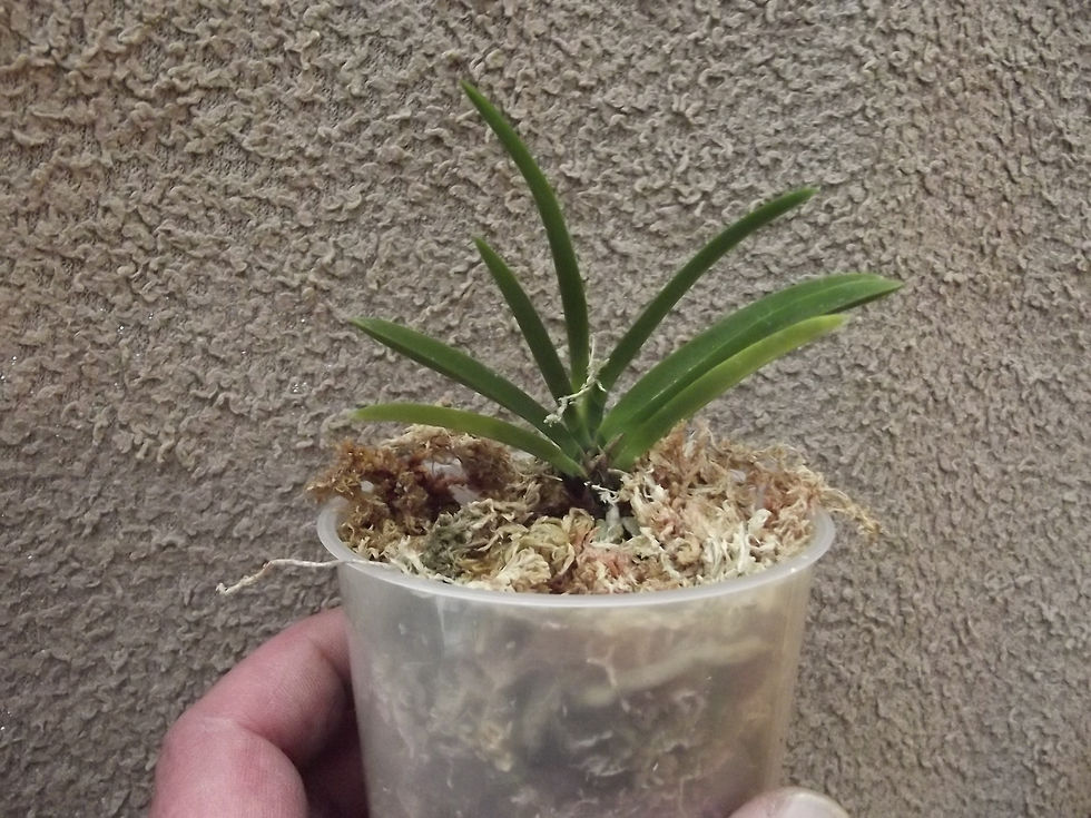 Thumbnail: Neofinetia falcata 'Oiran'