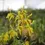 Thumbnail: Cyrtochilum pardinum
