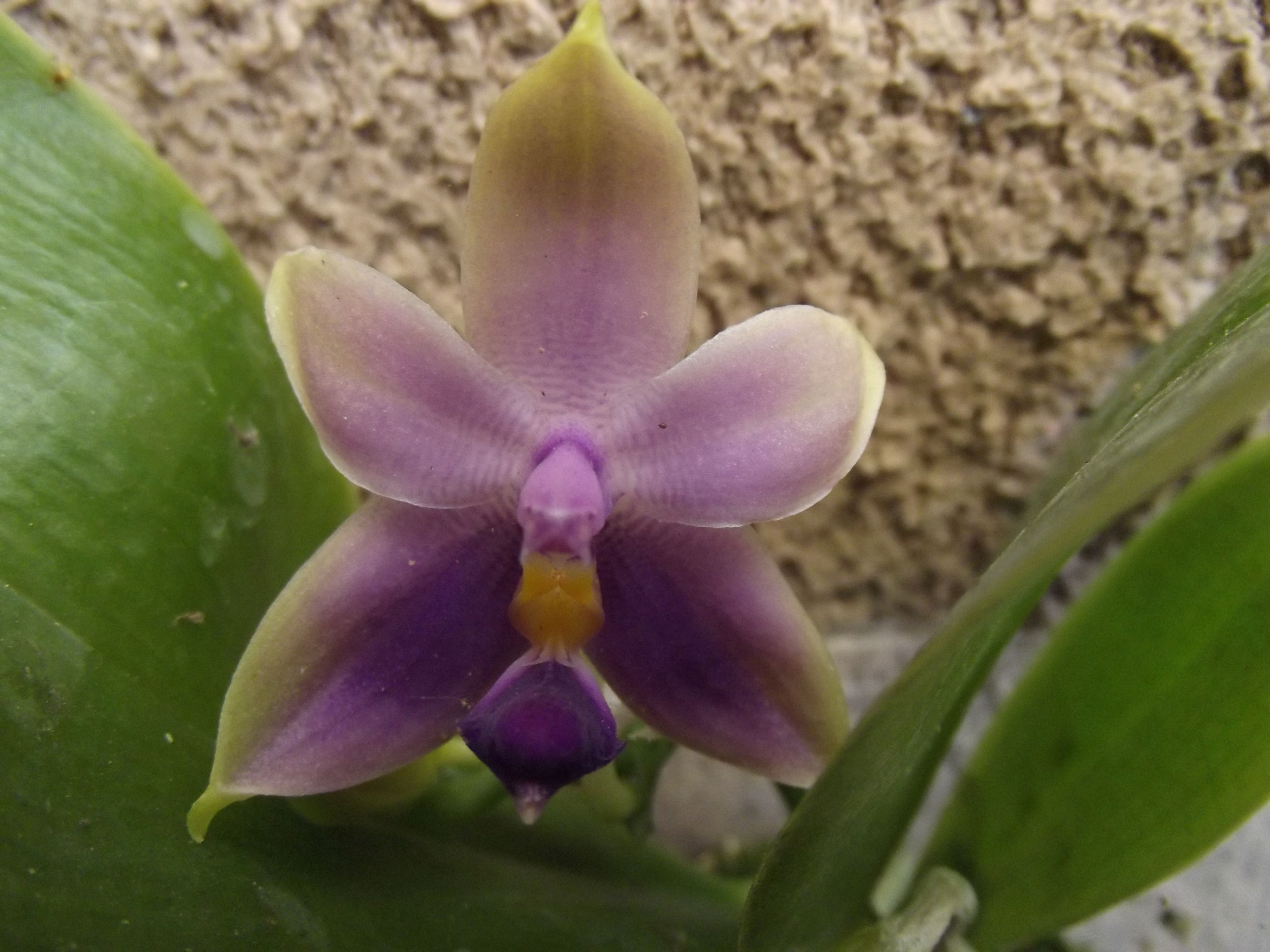 Phalaenopsis violacea  'Taiwan Blue'