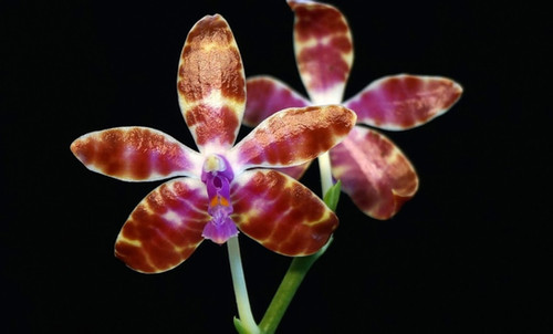 Phalaenopsis bastianii | Spicesotic plants
