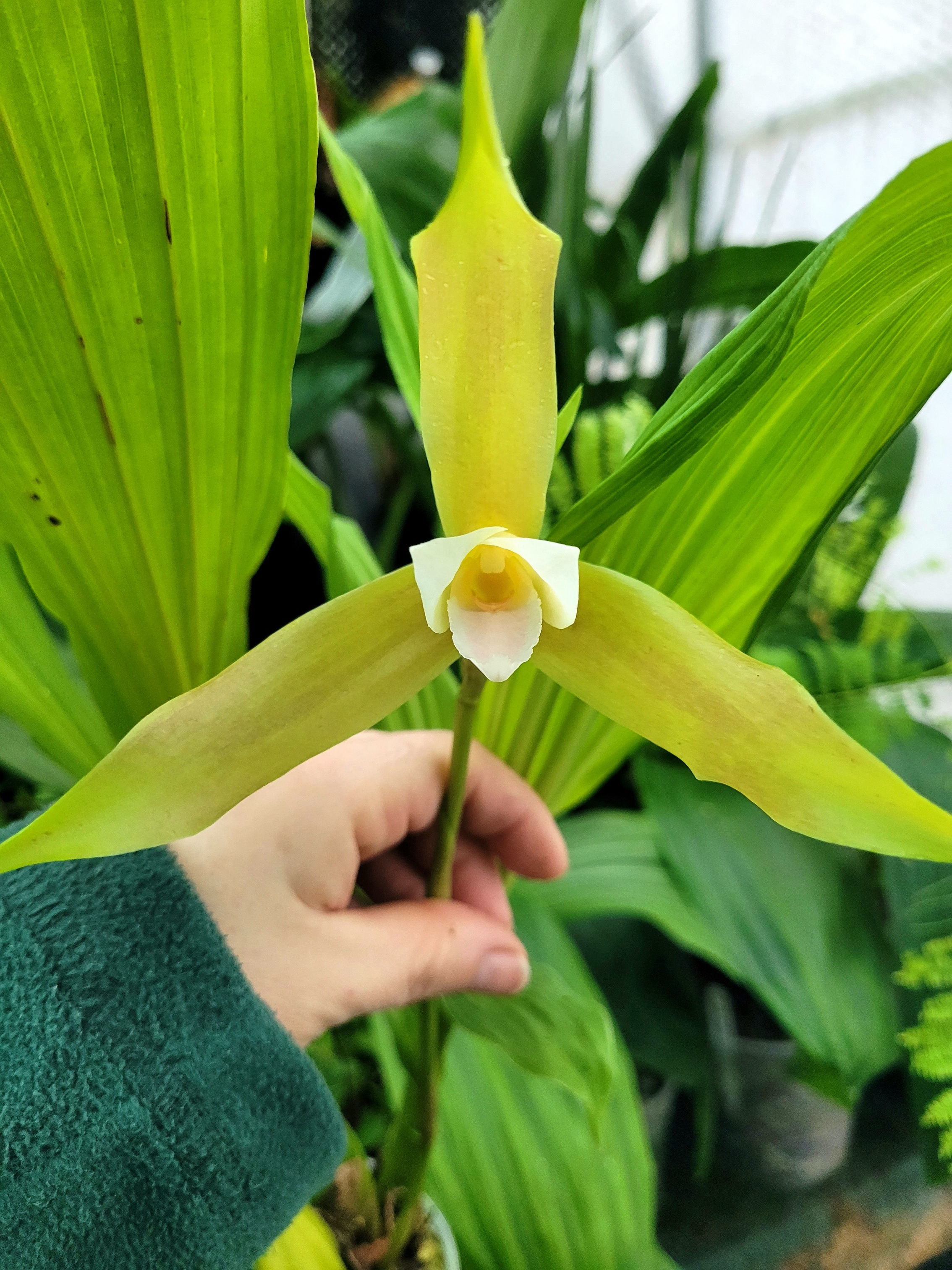 Lycaste schilleriana