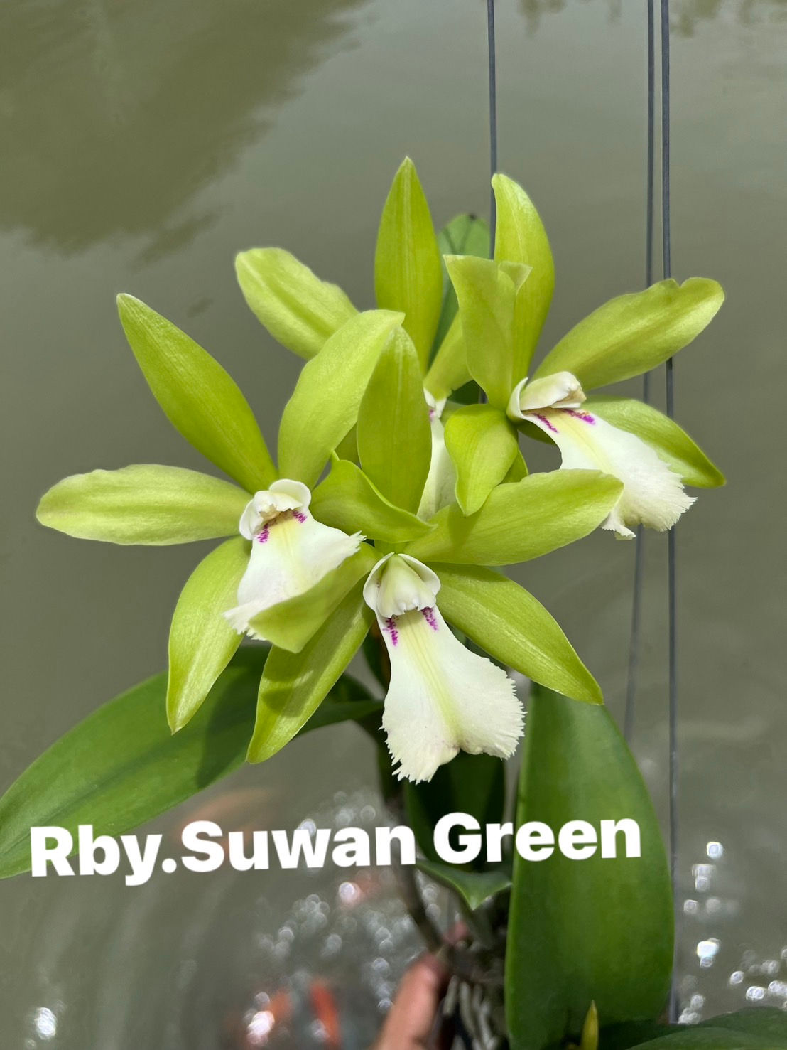 Cattleya/ Rlc. Suwan Green