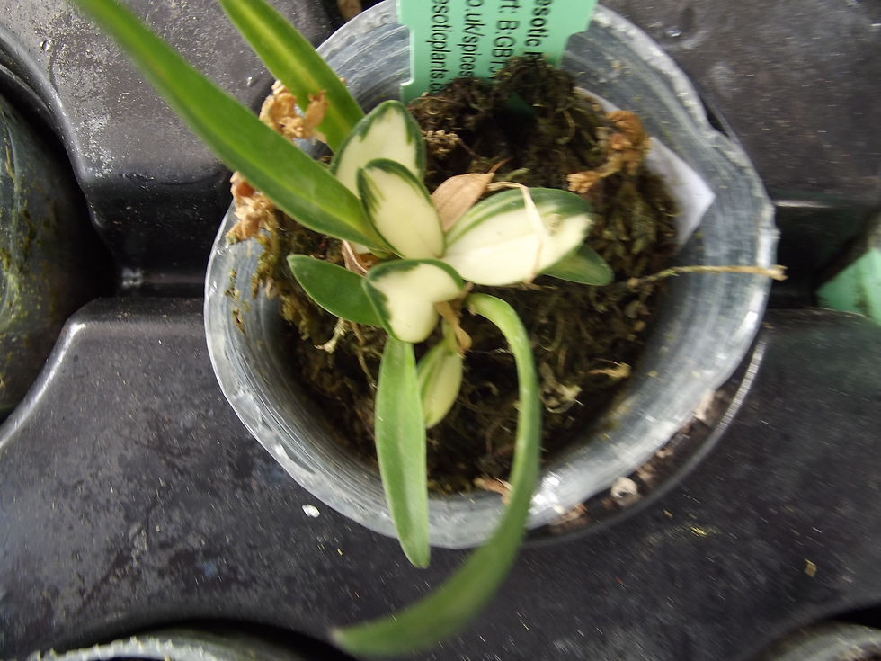 Thumbnail: Dendrobium speciosum variegated ,miniature form