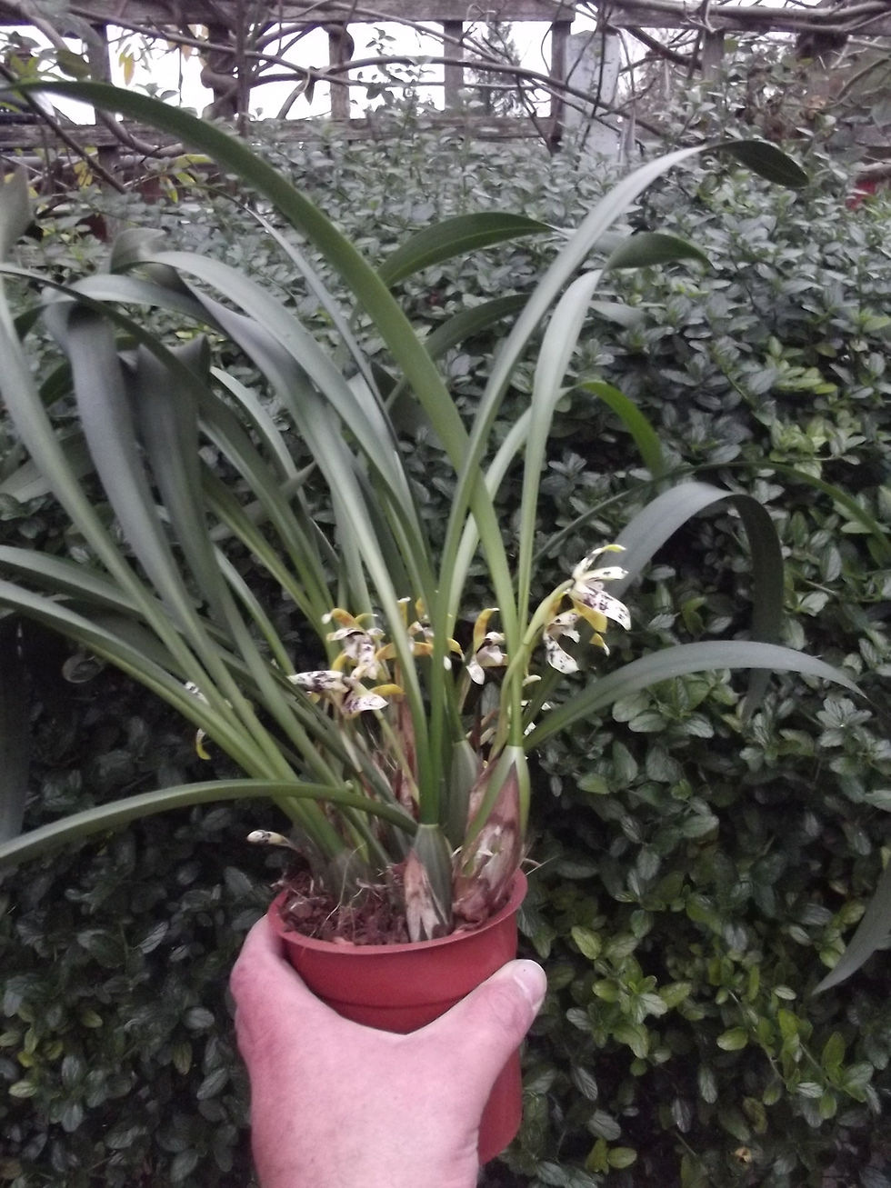 Thumbnail: Maxillaria picta