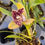 Thumbnail: Cymbidium 'Bird of Paradise'