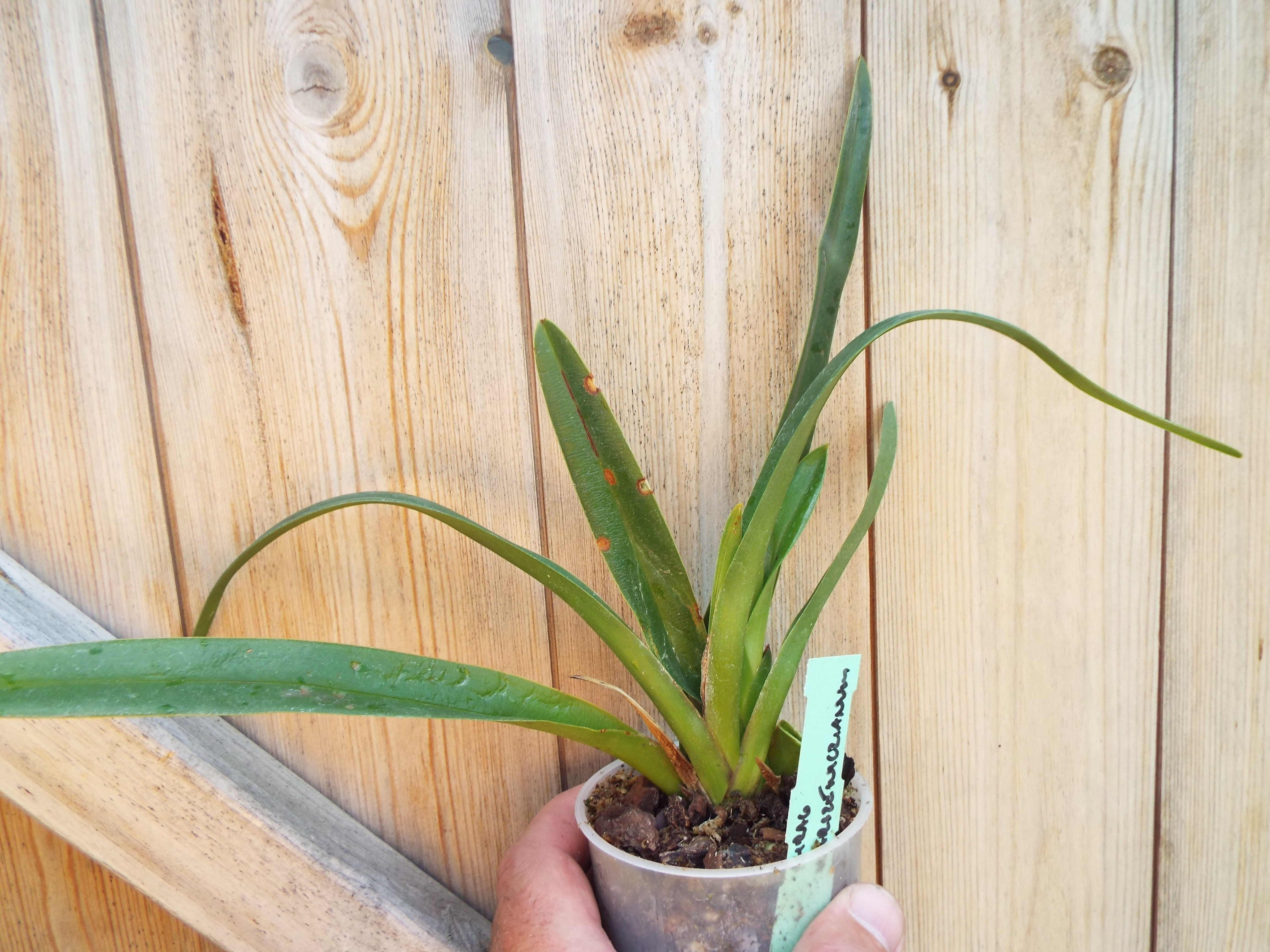 Phragmipedium warszewiczianum