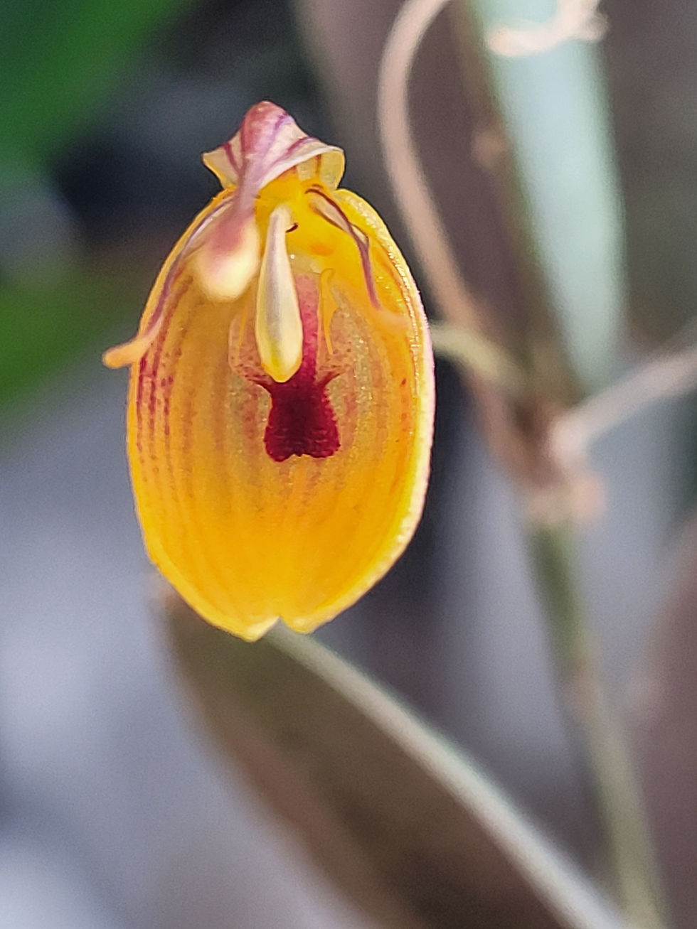 Thumbnail: Restrepia nittiorhyncha